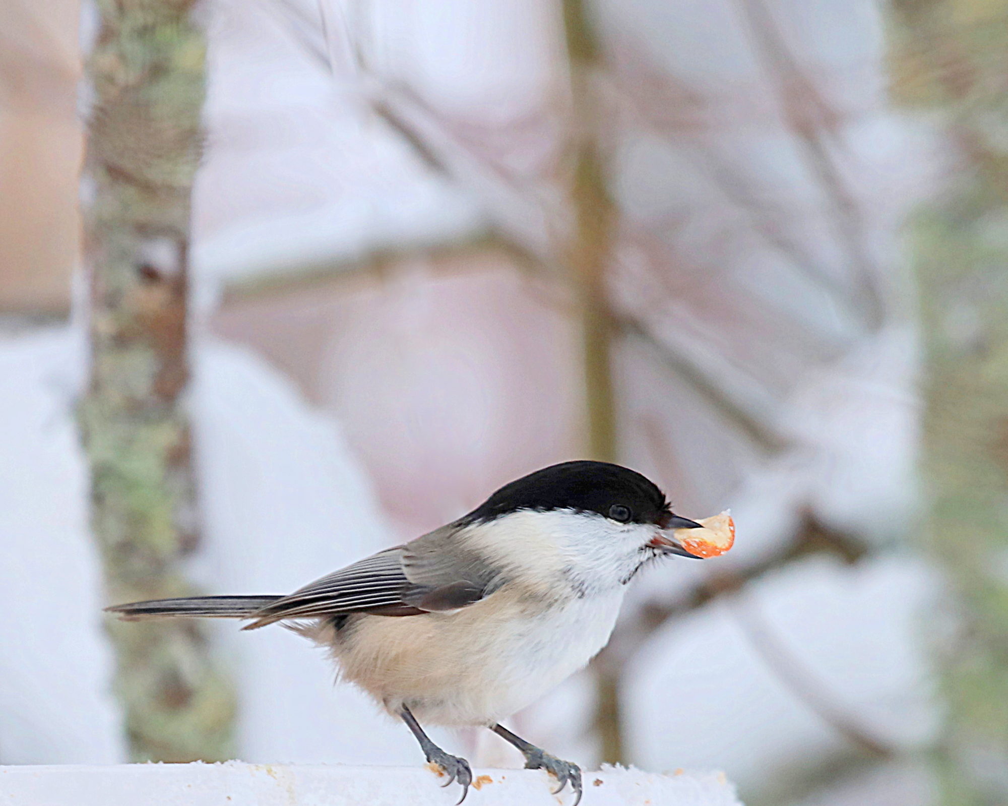 Valokuvaaja: sirpa jyske