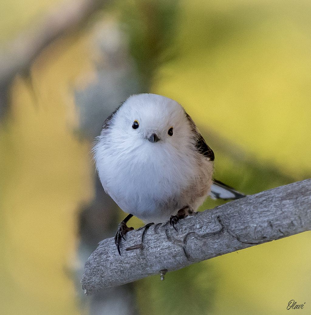 Valokuvaaja: Olavi Kangas