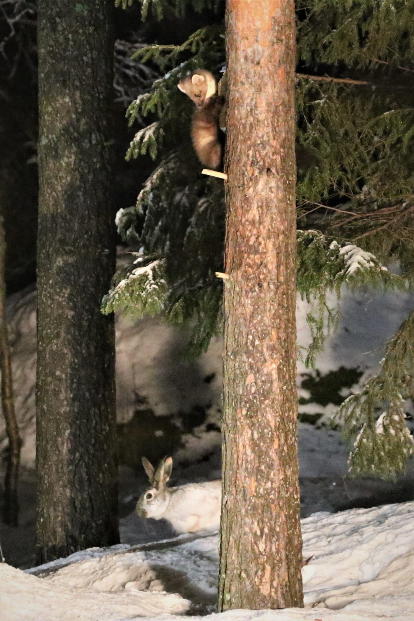 Valokuvaaja: Seppo Rintelä