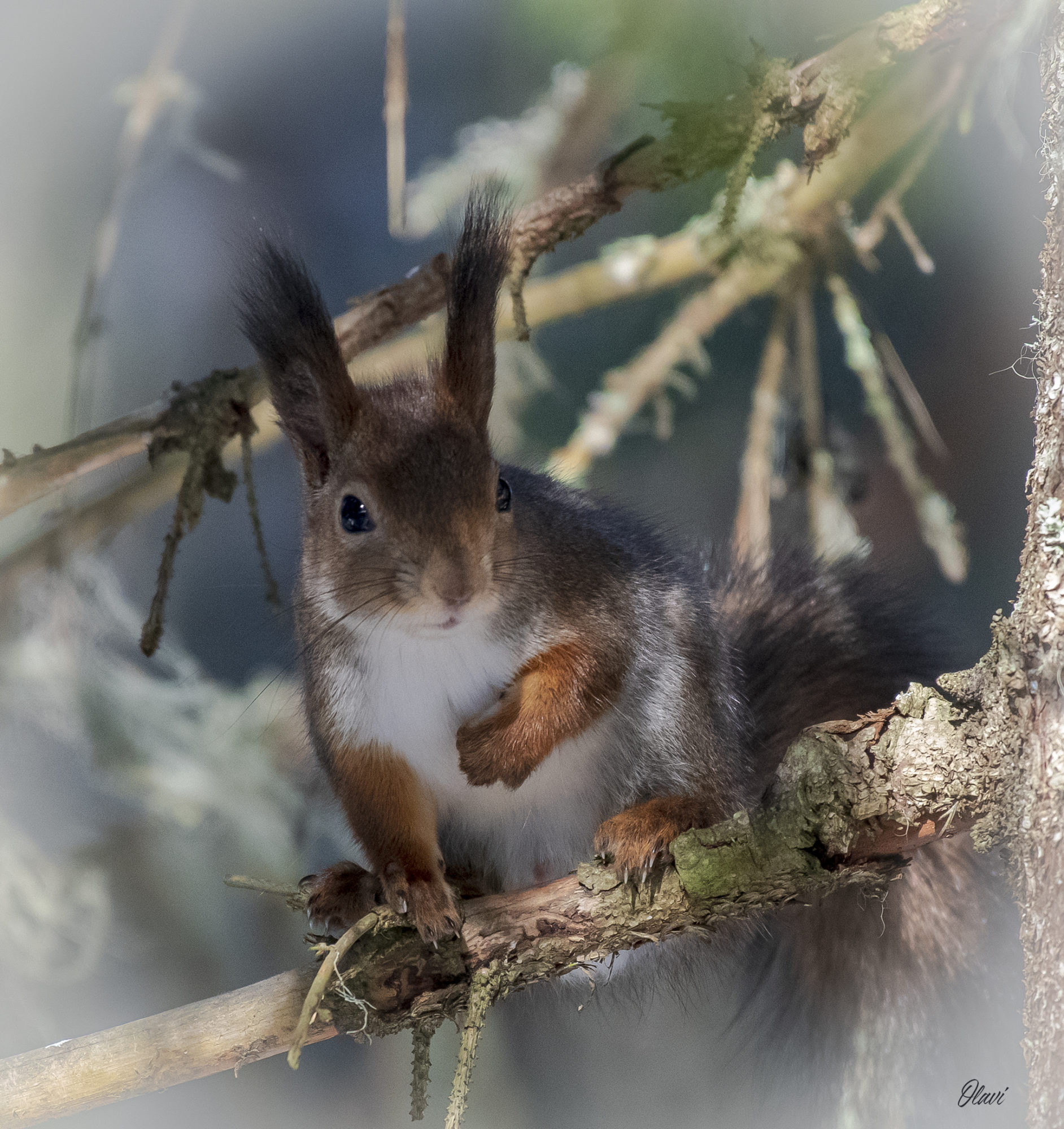 Valokuvaaja: Olavi Kangas Valokuvaaja: Olavi Kangas