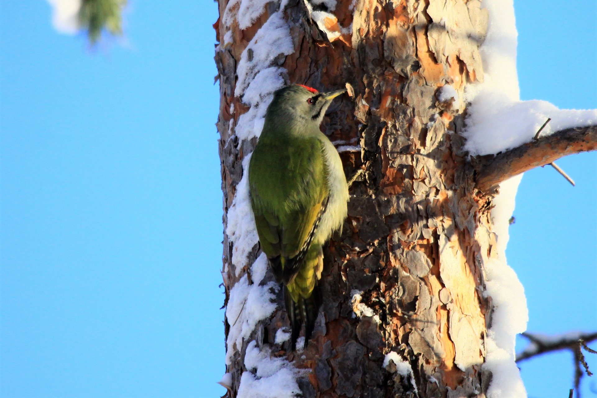 Valokuvaaja: Berndt Hannelius
