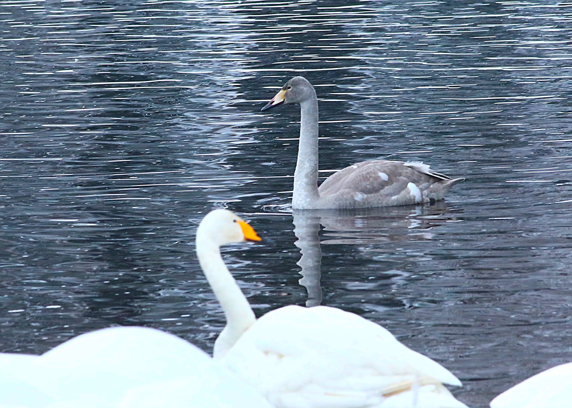 Valokuvaaja: Reijo Reccu Lehtonen