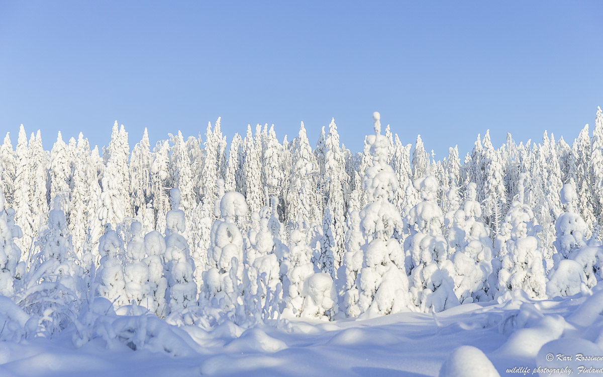 Valokuvaaja: Kari Rossinen