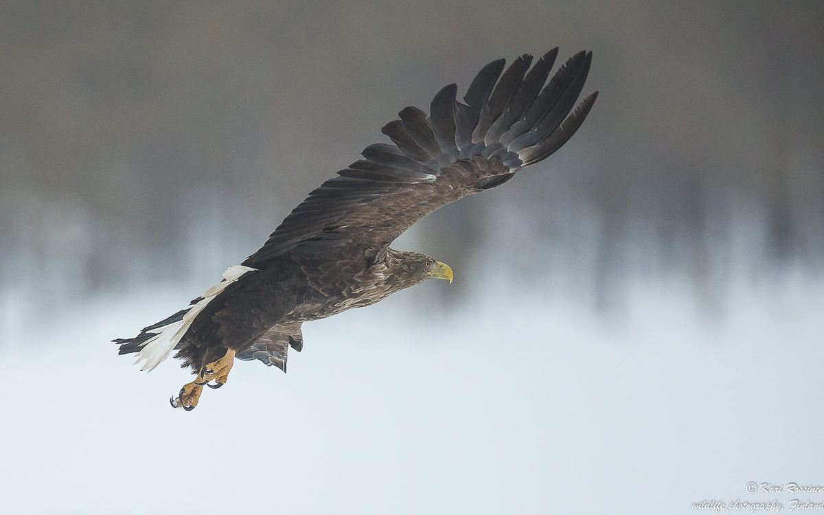 Valokuvaaja: Kari Rossinen