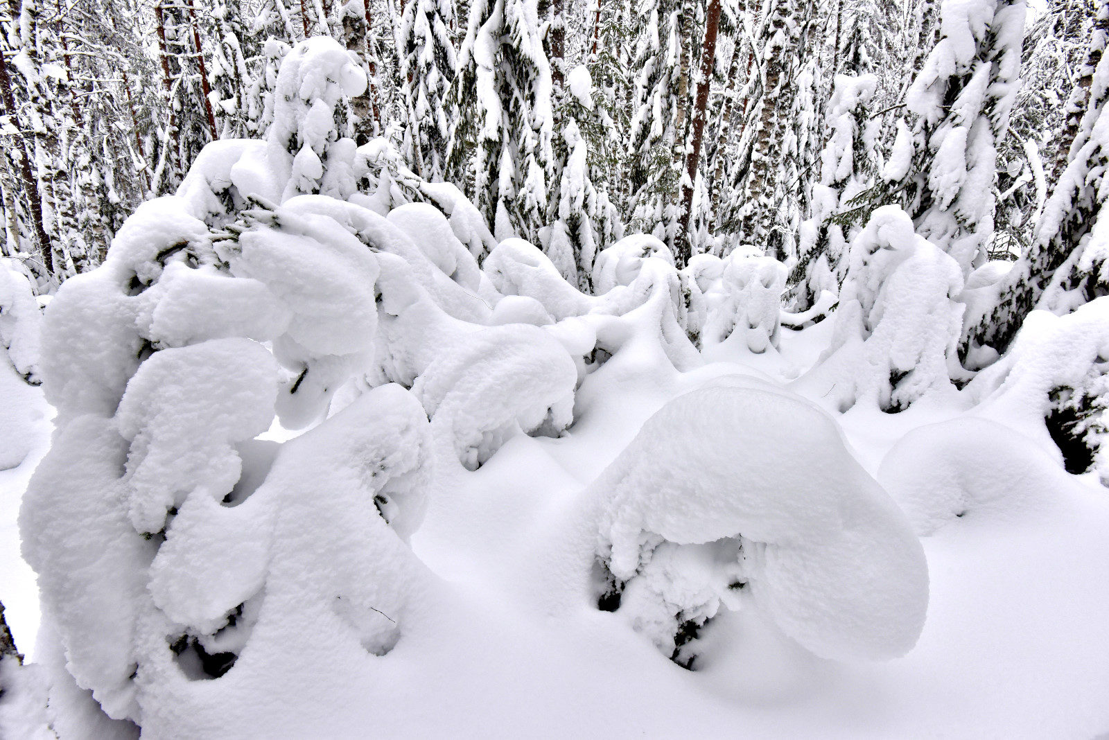 Valokuvaaja: Reijo Juurinen