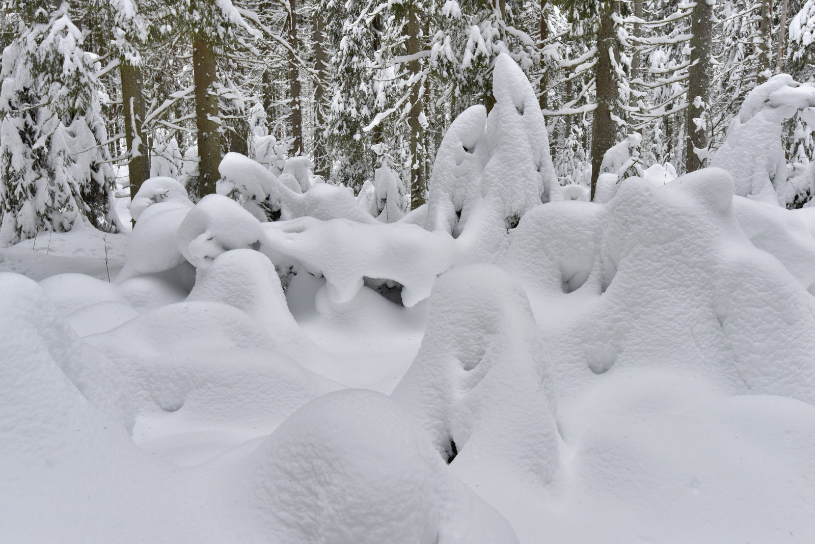 Valokuvaaja: Reijo Juurinen Valokuvaaja: Reijo Juurinen