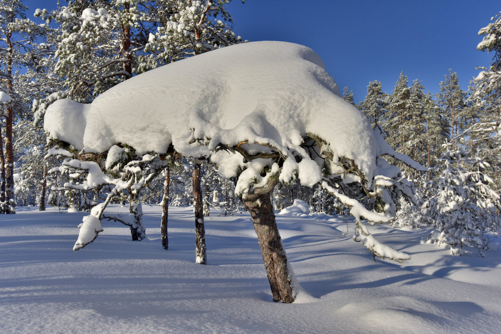 Valokuvaaja: Reijo Juurinen