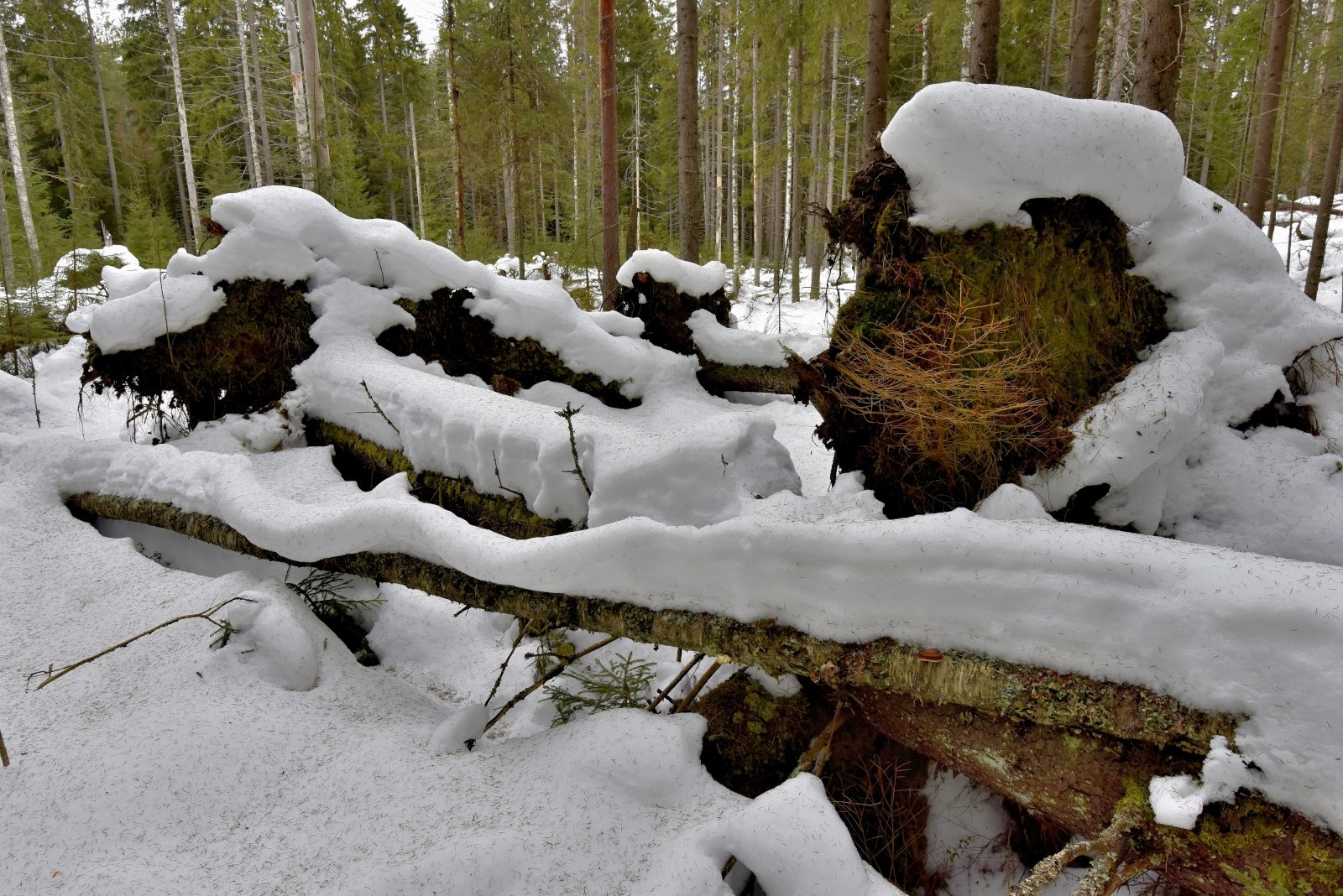 Valokuvaaja: Reijo Juurinen