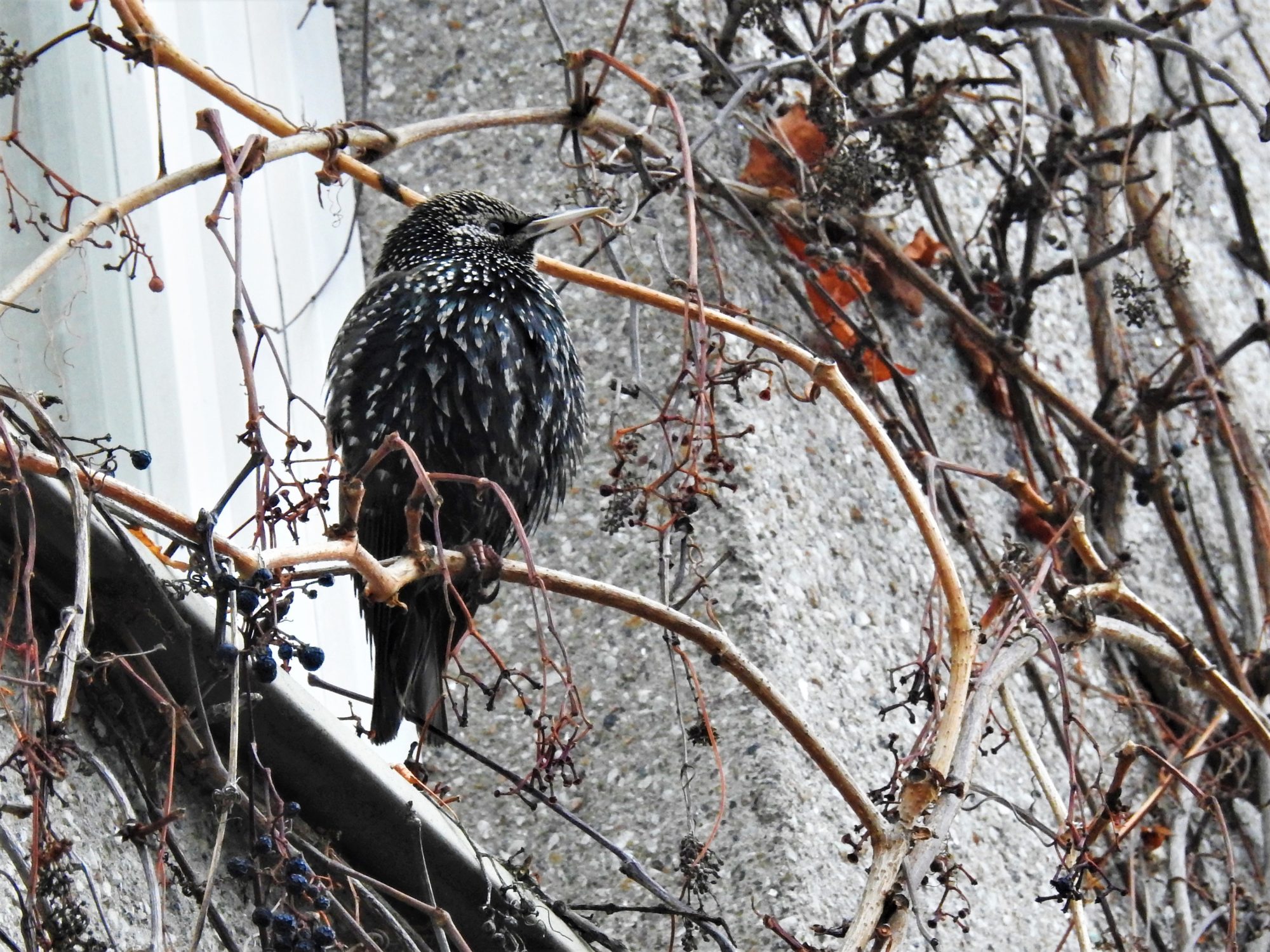 Valokuvaaja: Maarit Siitonen
