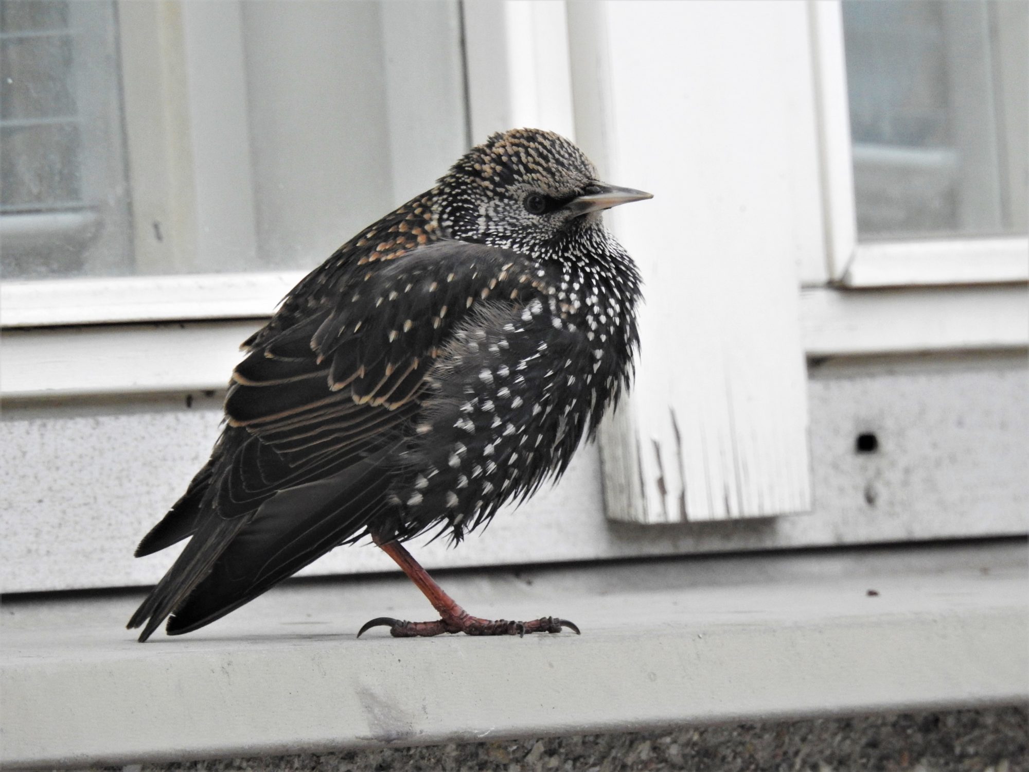 Valokuvaaja: Maarit Siitonen