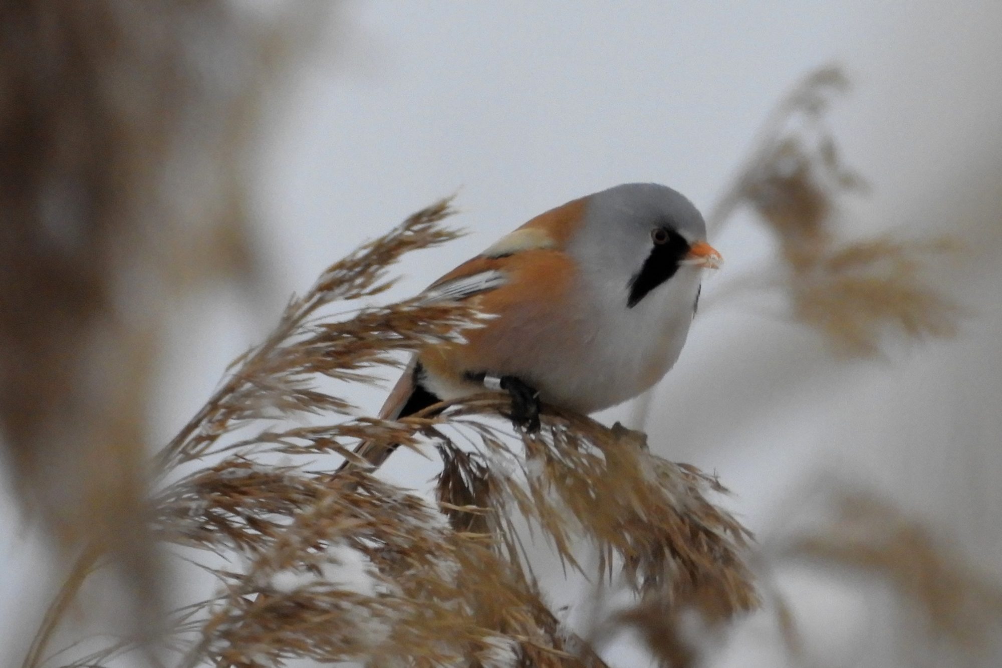 Valokuvaaja: Sirkka Perttu Valokuvaaja: Sirkka Perttu