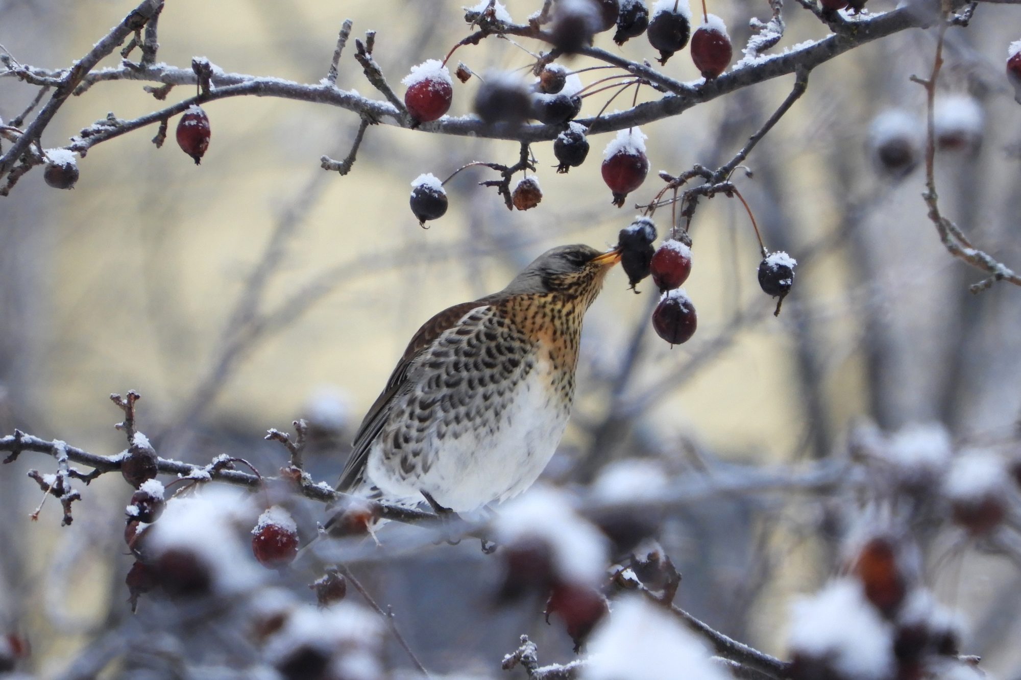 Valokuvaaja: Sirkka Perttu