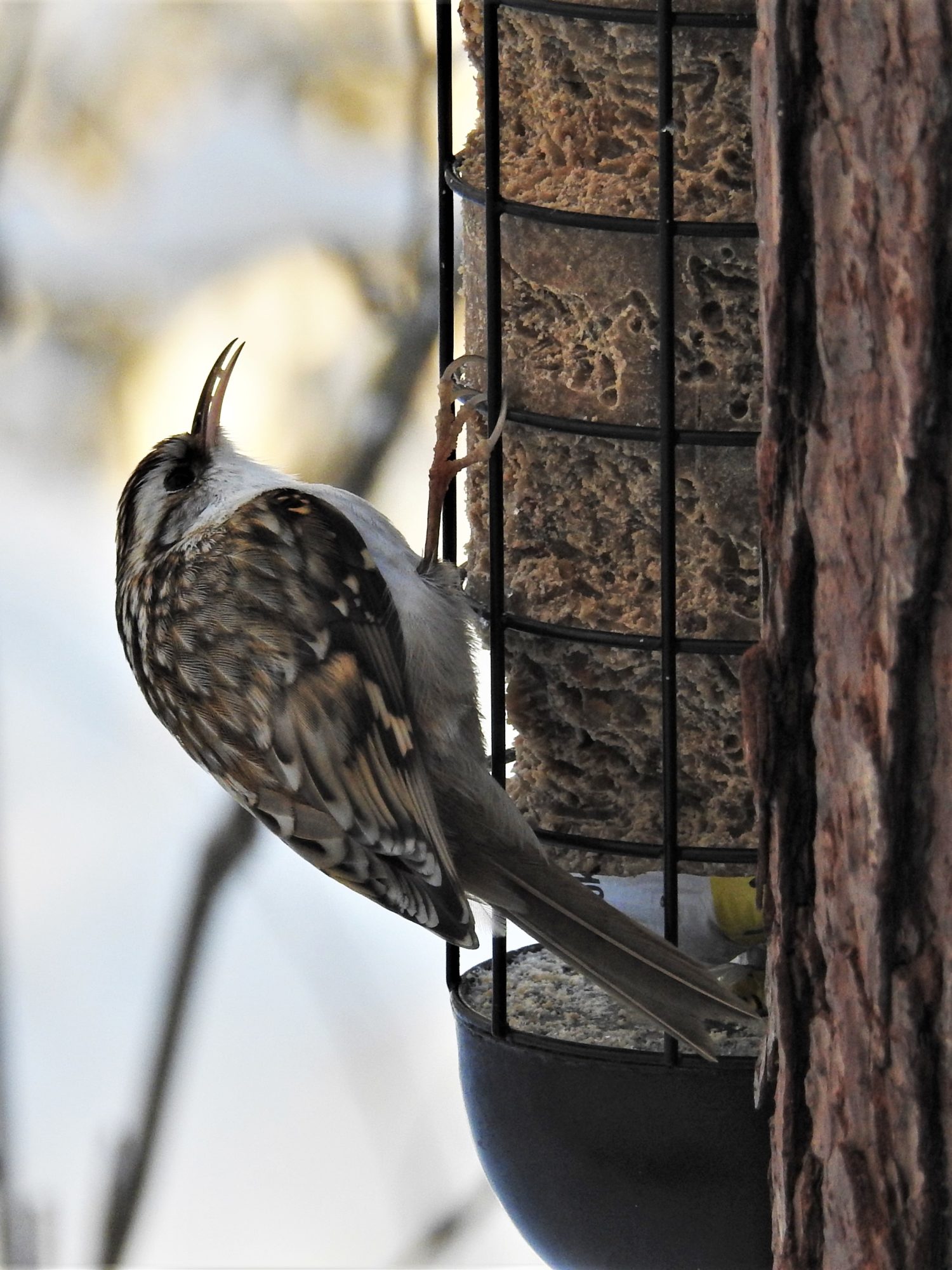Valokuvaaja: Maarit Siitonen