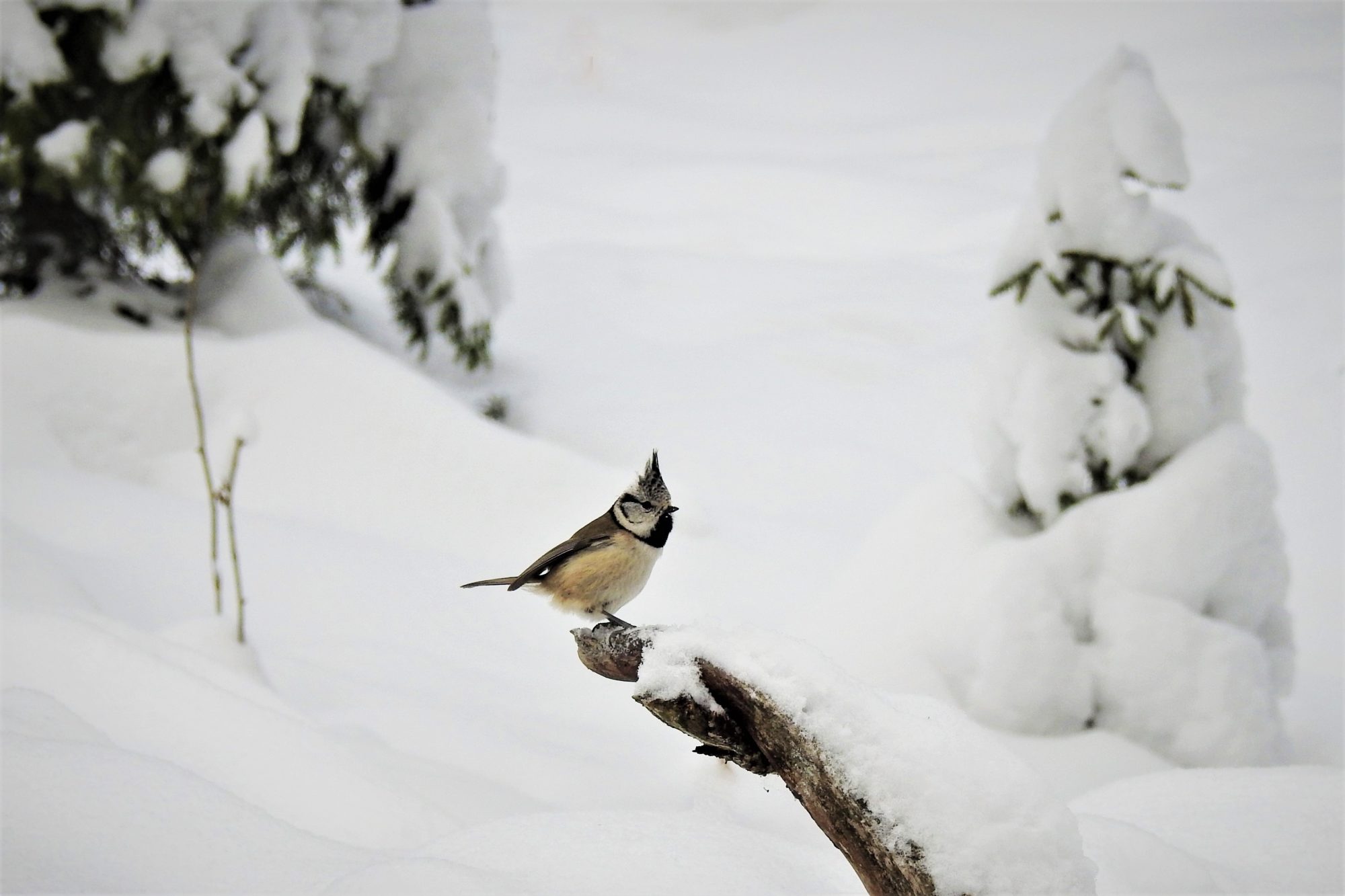 Valokuvaaja: Maarit Siitonen