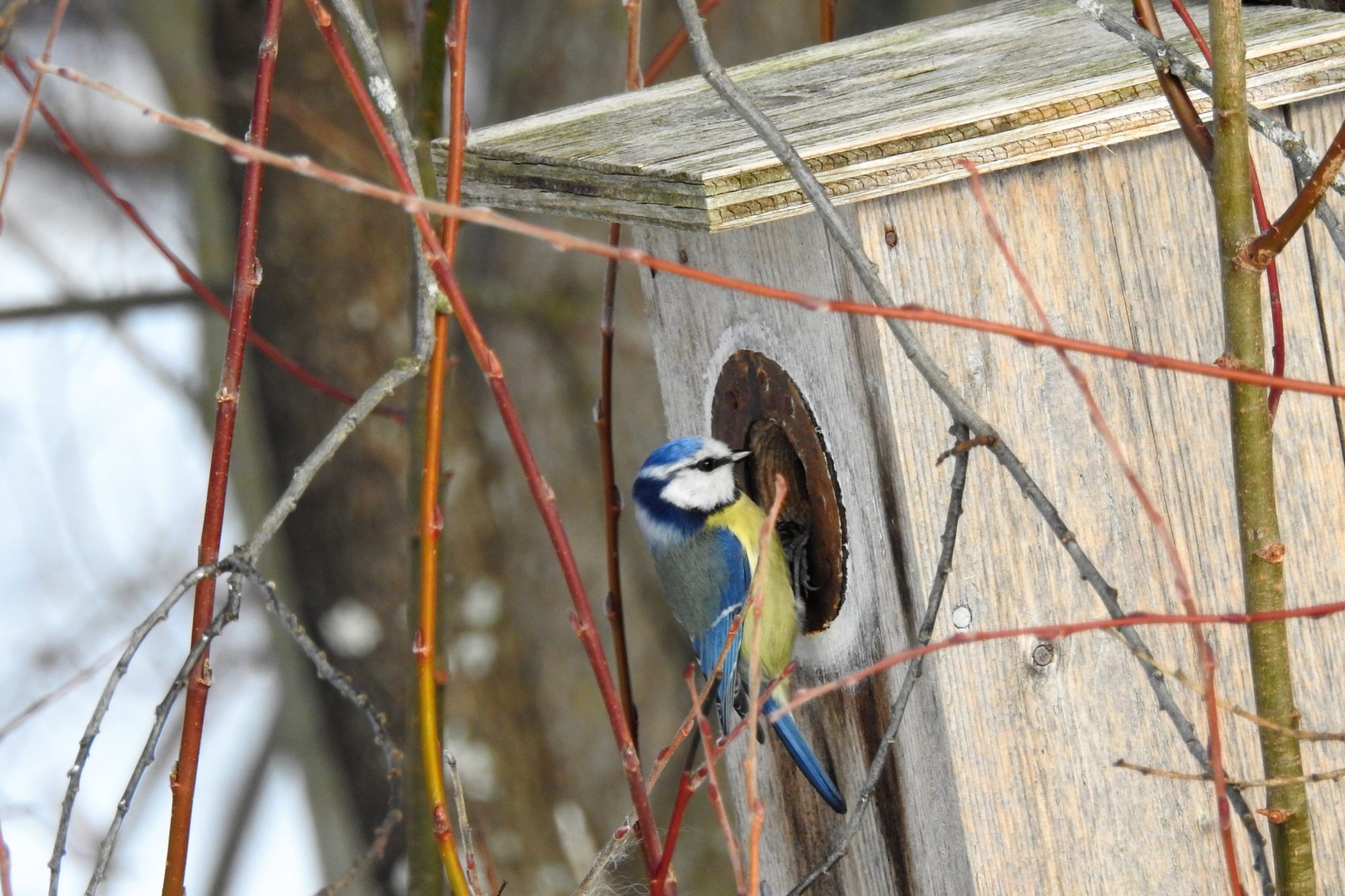 Valokuvaaja: Maarit Siitonen