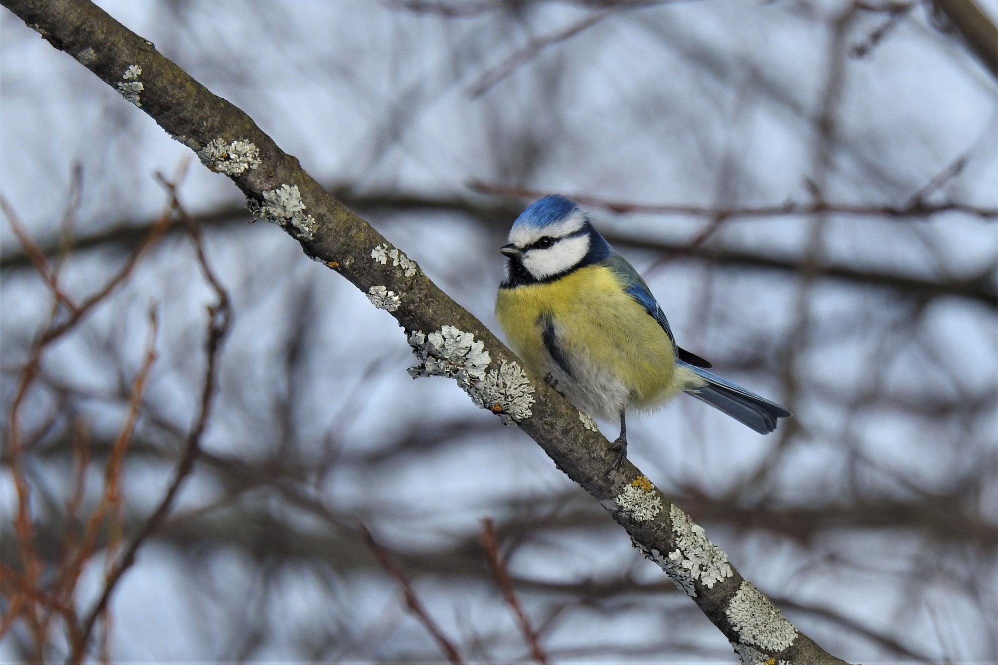 Valokuvaaja: Maarit Siitonen