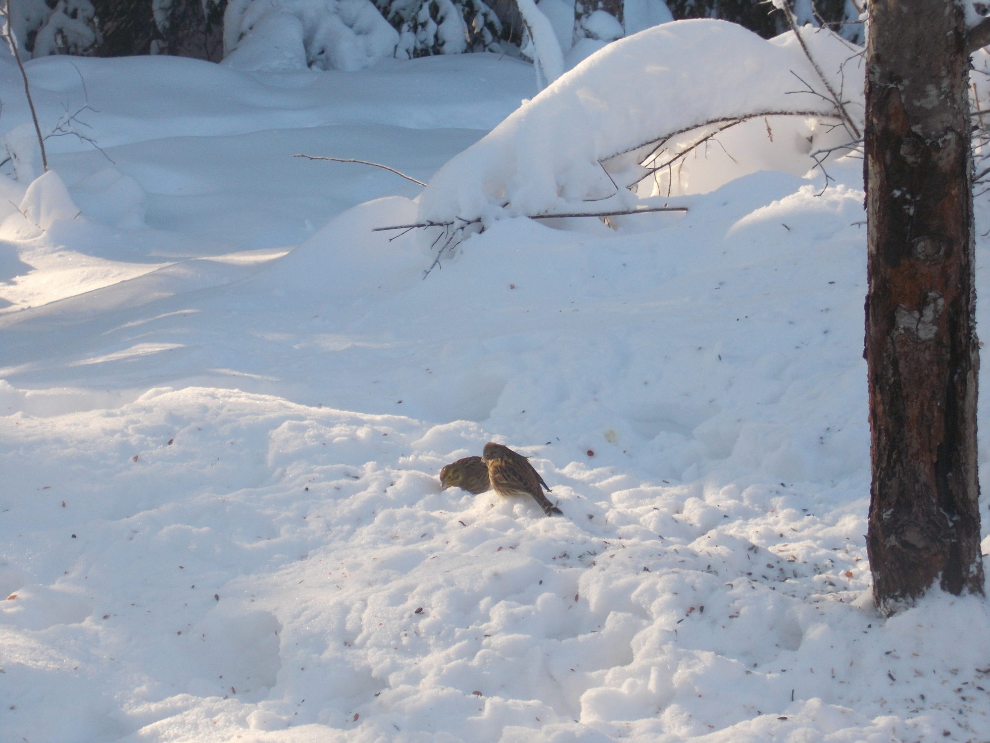 Valokuvaaja: Taru Karoniemi Valokuvaaja: Taru Karoniemi