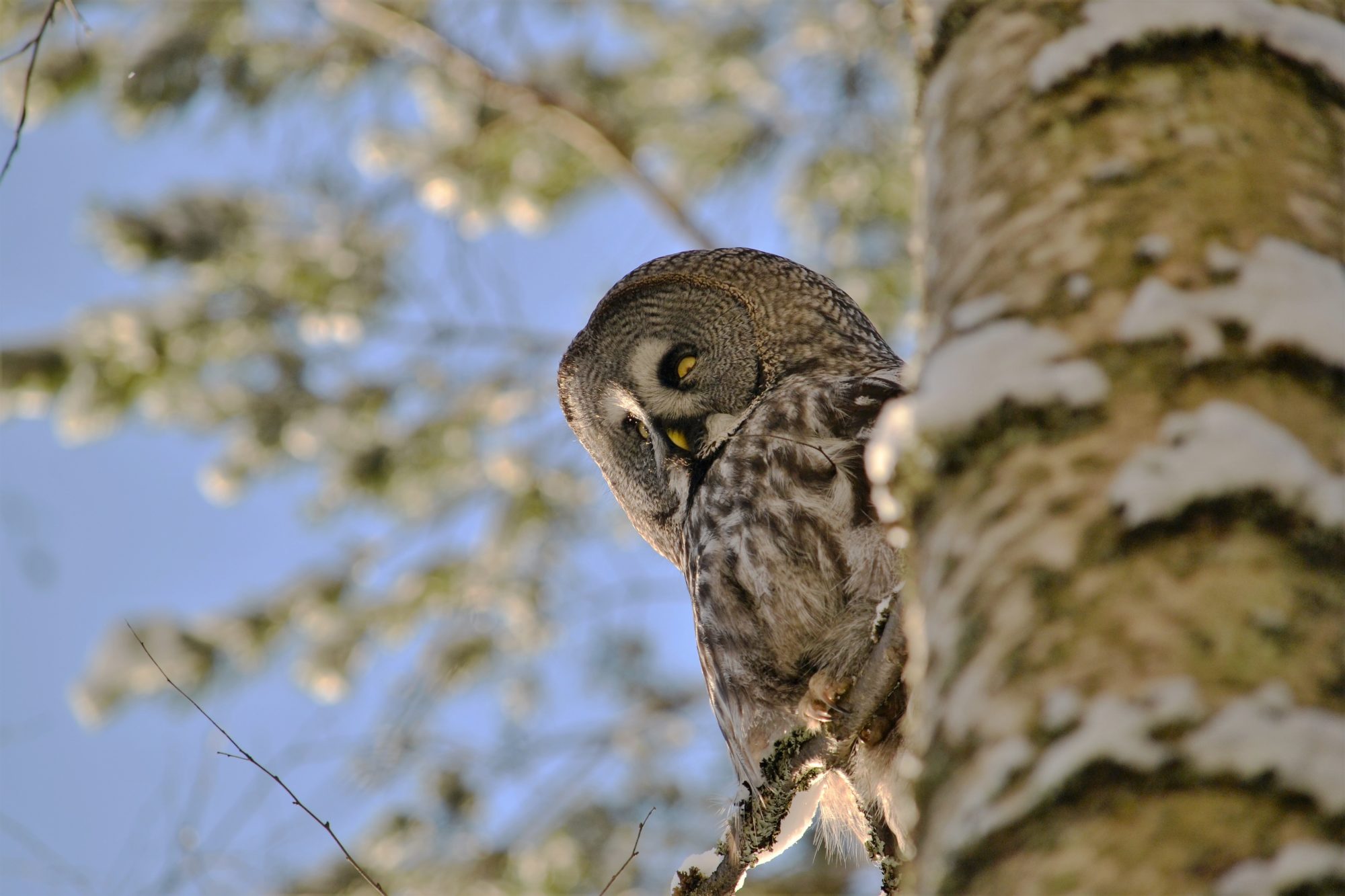 Valokuvaaja: satu välimaa