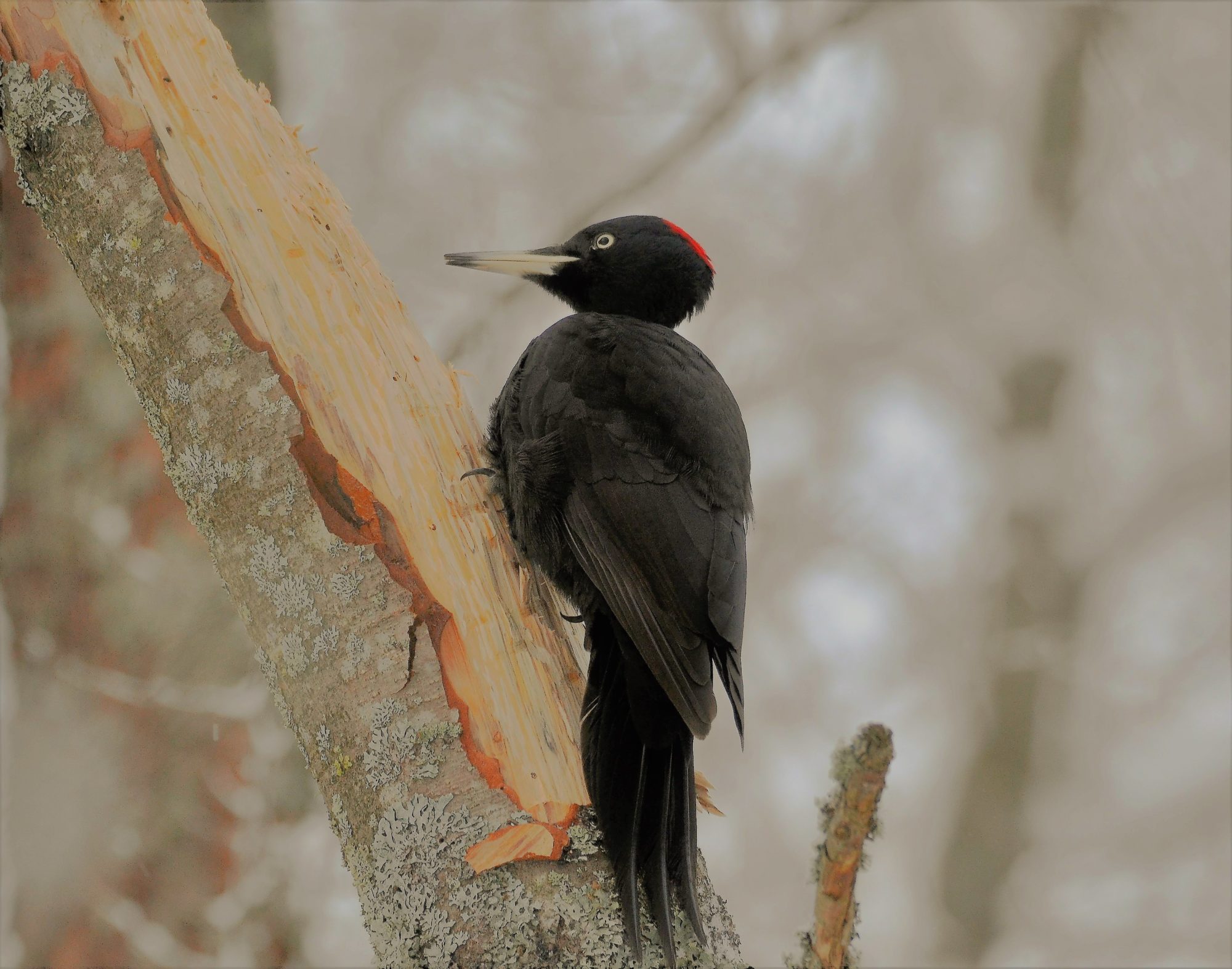 Valokuvaaja: satu välimaa