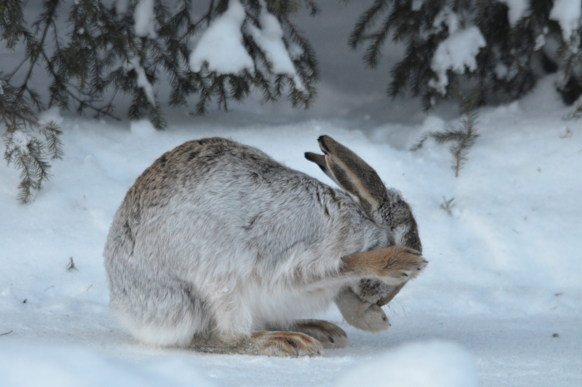 Valokuvaaja: Kaarlo Asikainen