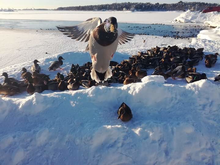 Valokuvaaja: Jukka Pajunen