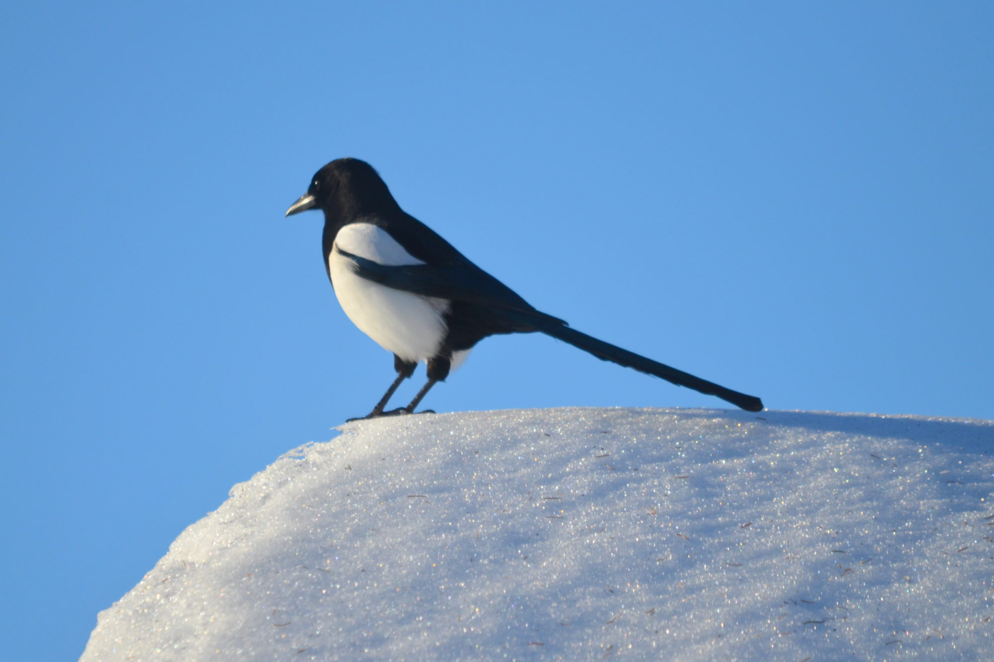 Valokuvaaja: Kaarlo Asikainen
