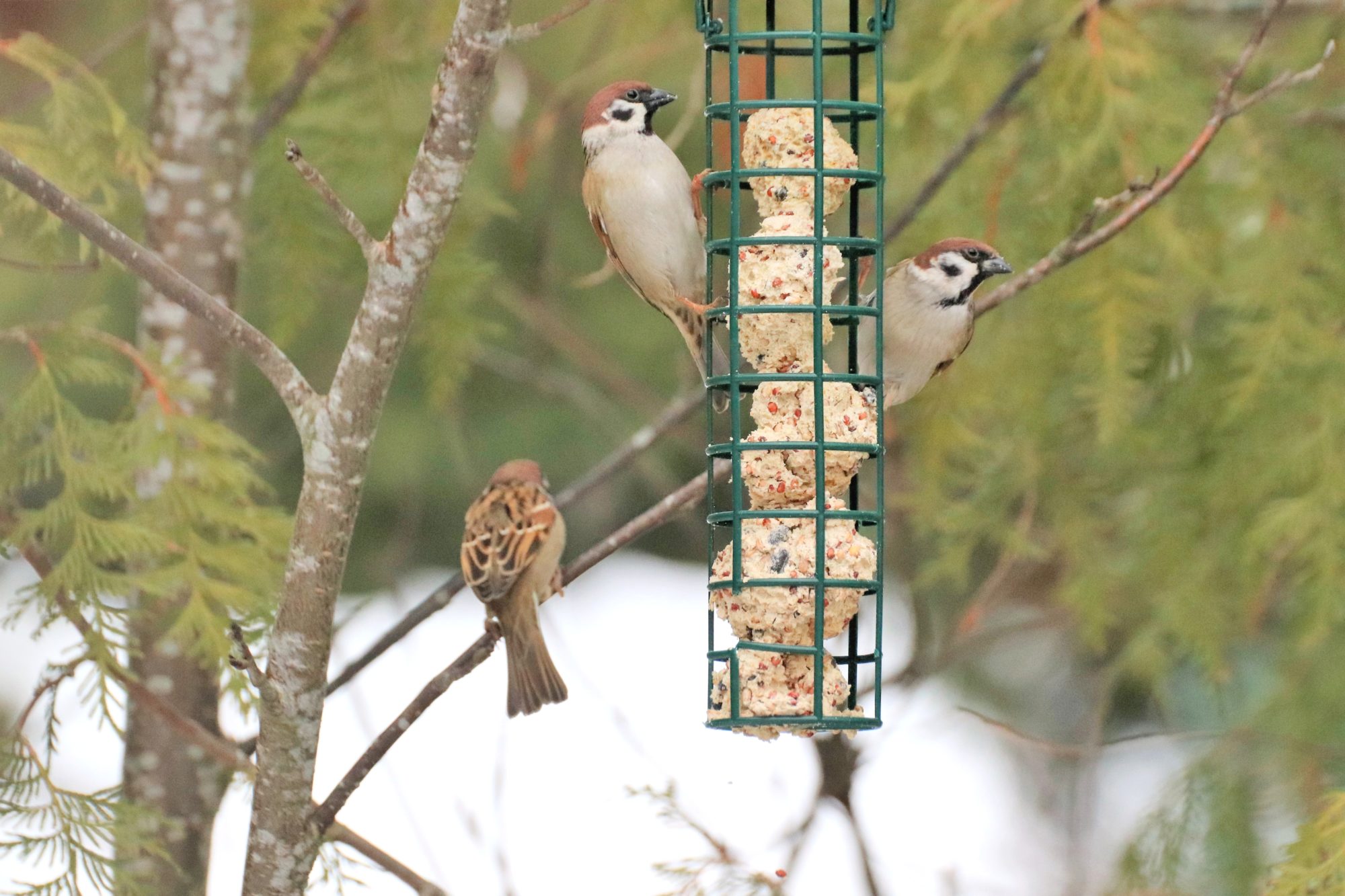 Valokuvaaja: Irja Lehtinen