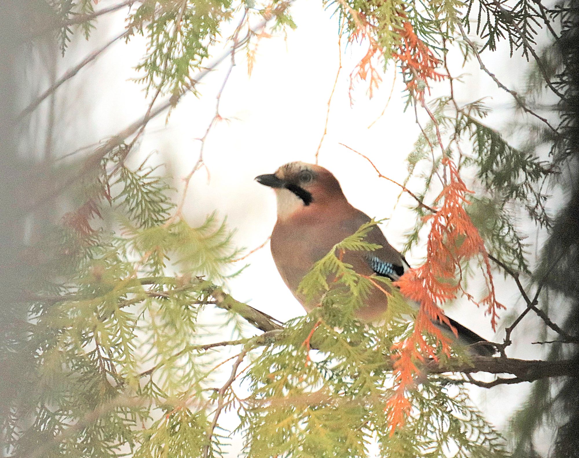 Valokuvaaja: Irja Lehtinen