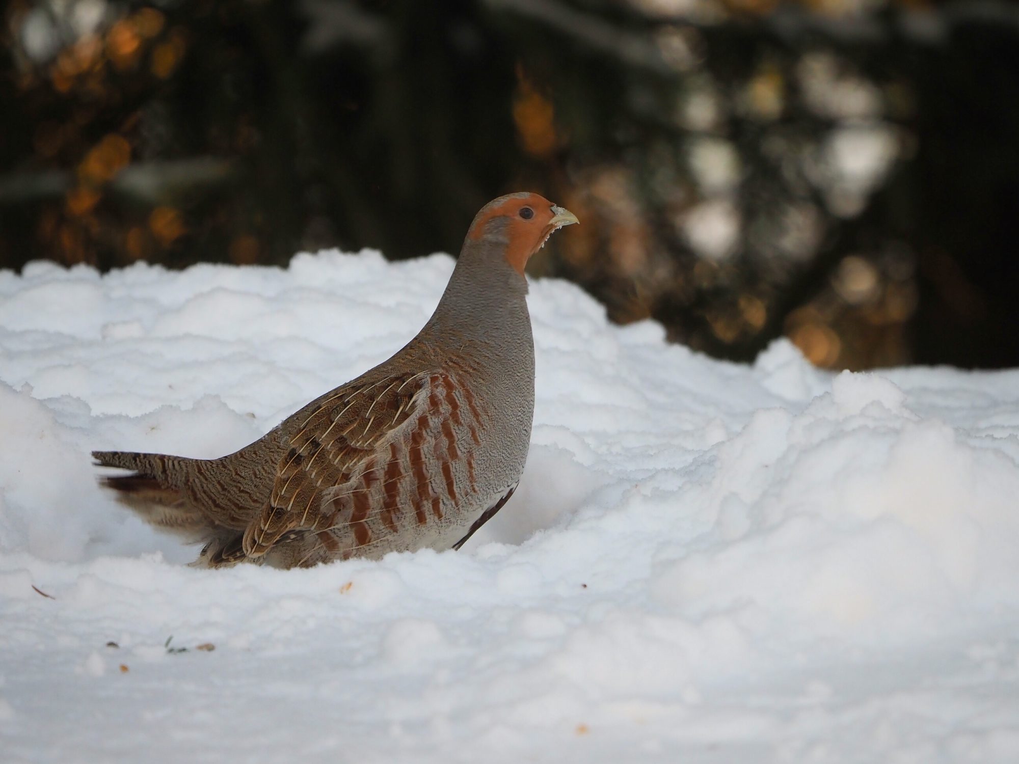 Valokuvaaja: Mikkola Irma