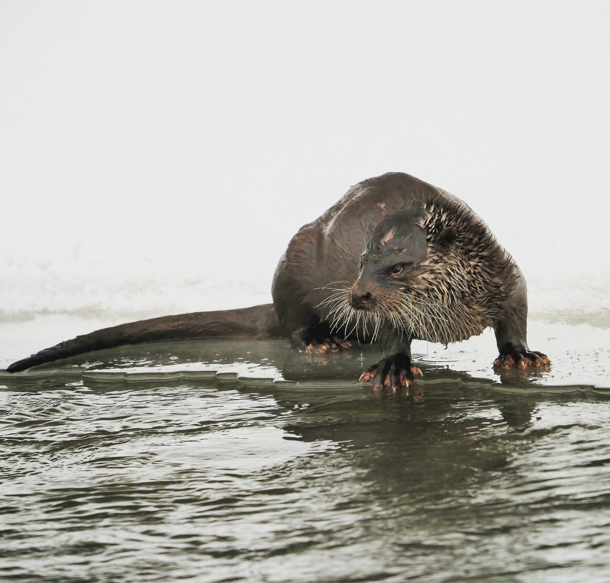 Valokuvaaja: Mikkola Irma