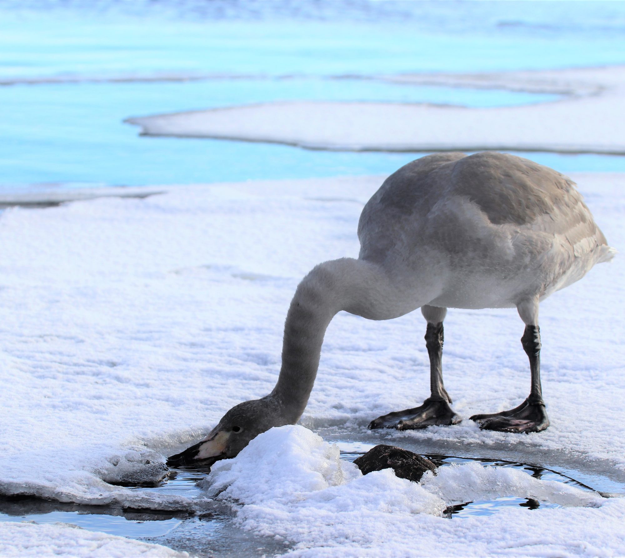 Valokuvaaja: Irja Lehtinen