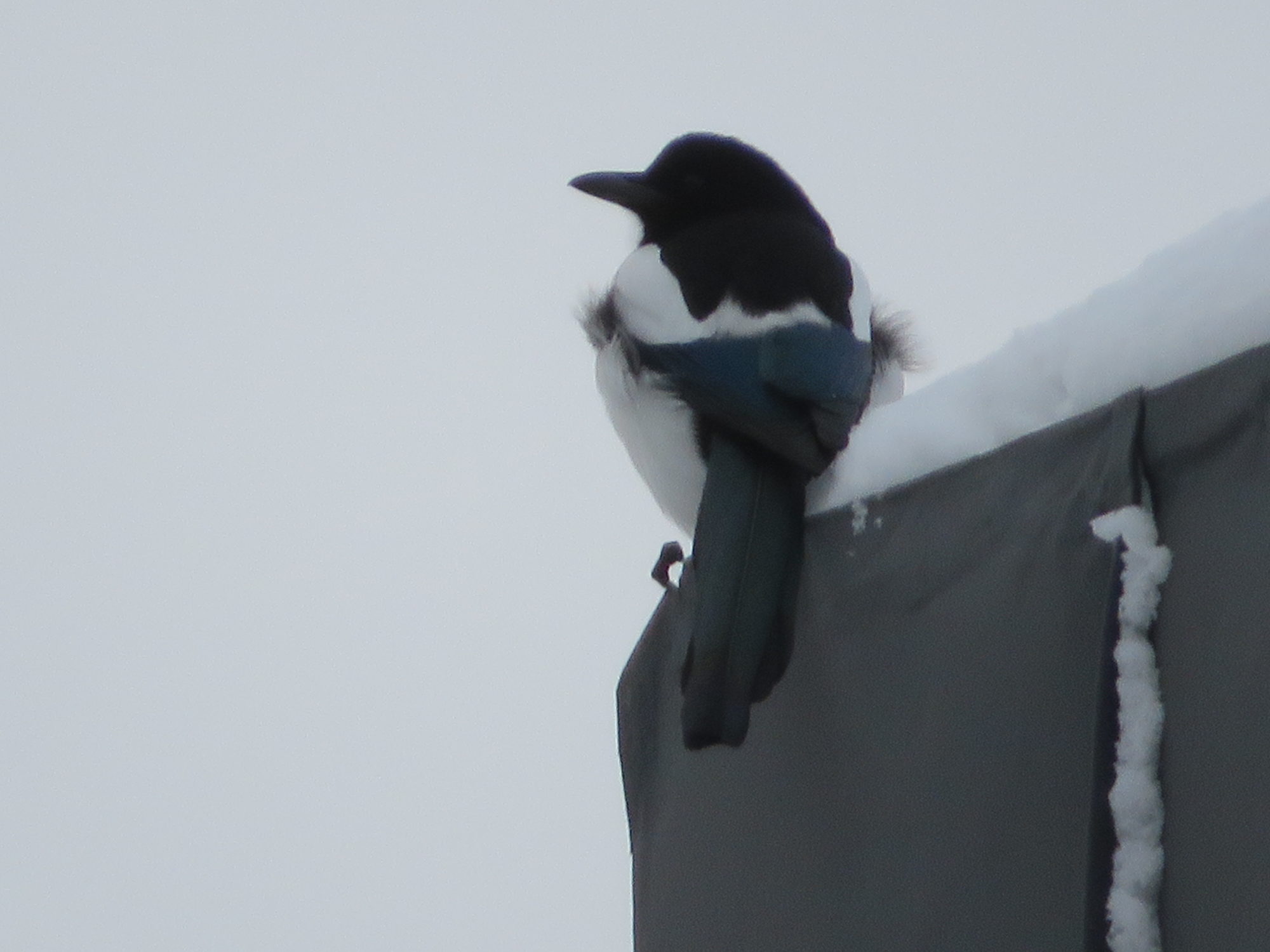 Valokuvaaja: Risto Kangassalo