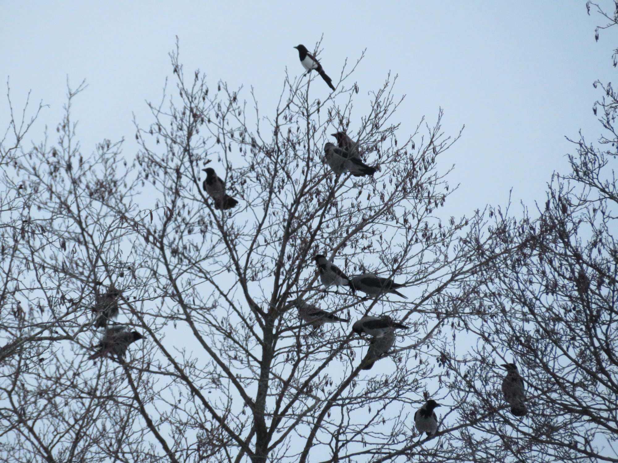 Valokuvaaja: Risto Kangassalo