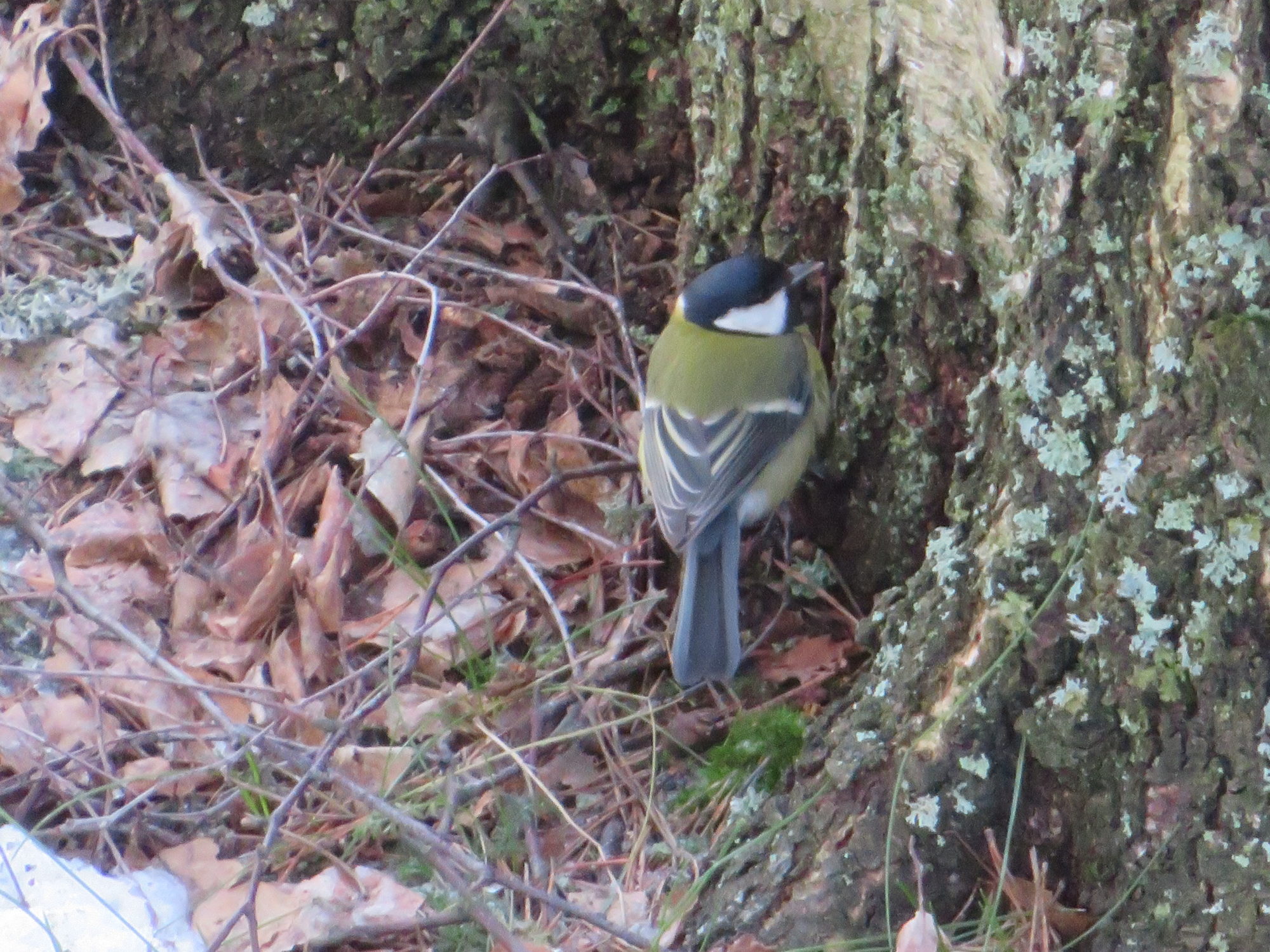 Valokuvaaja: Risto Kangassalo