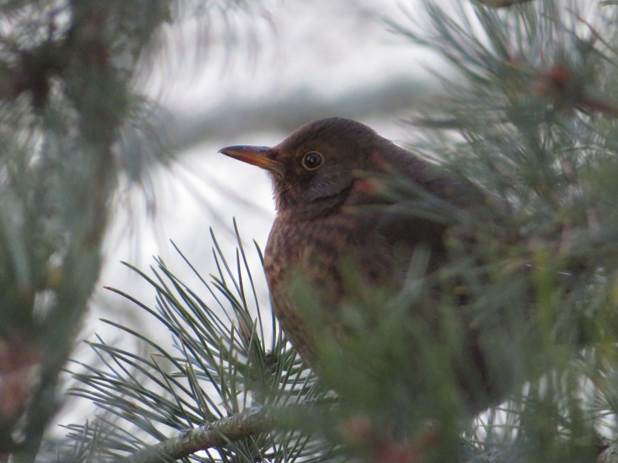 Valokuvaaja: Risto Kangassalo
