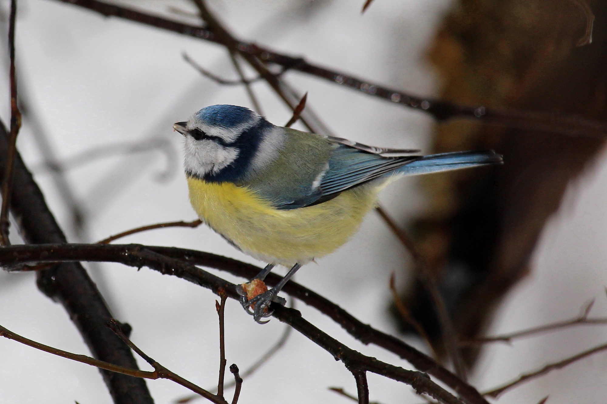 Valokuvaaja: Kirsi-Marja Joenpolvi