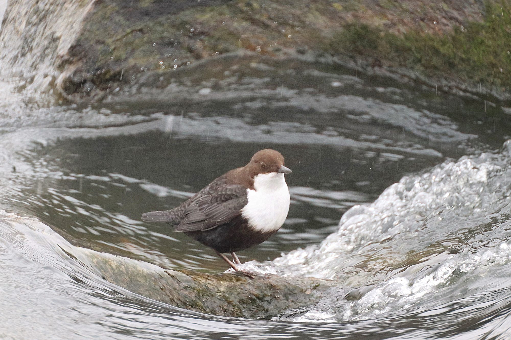 Valokuvaaja: Irja Lehtinen