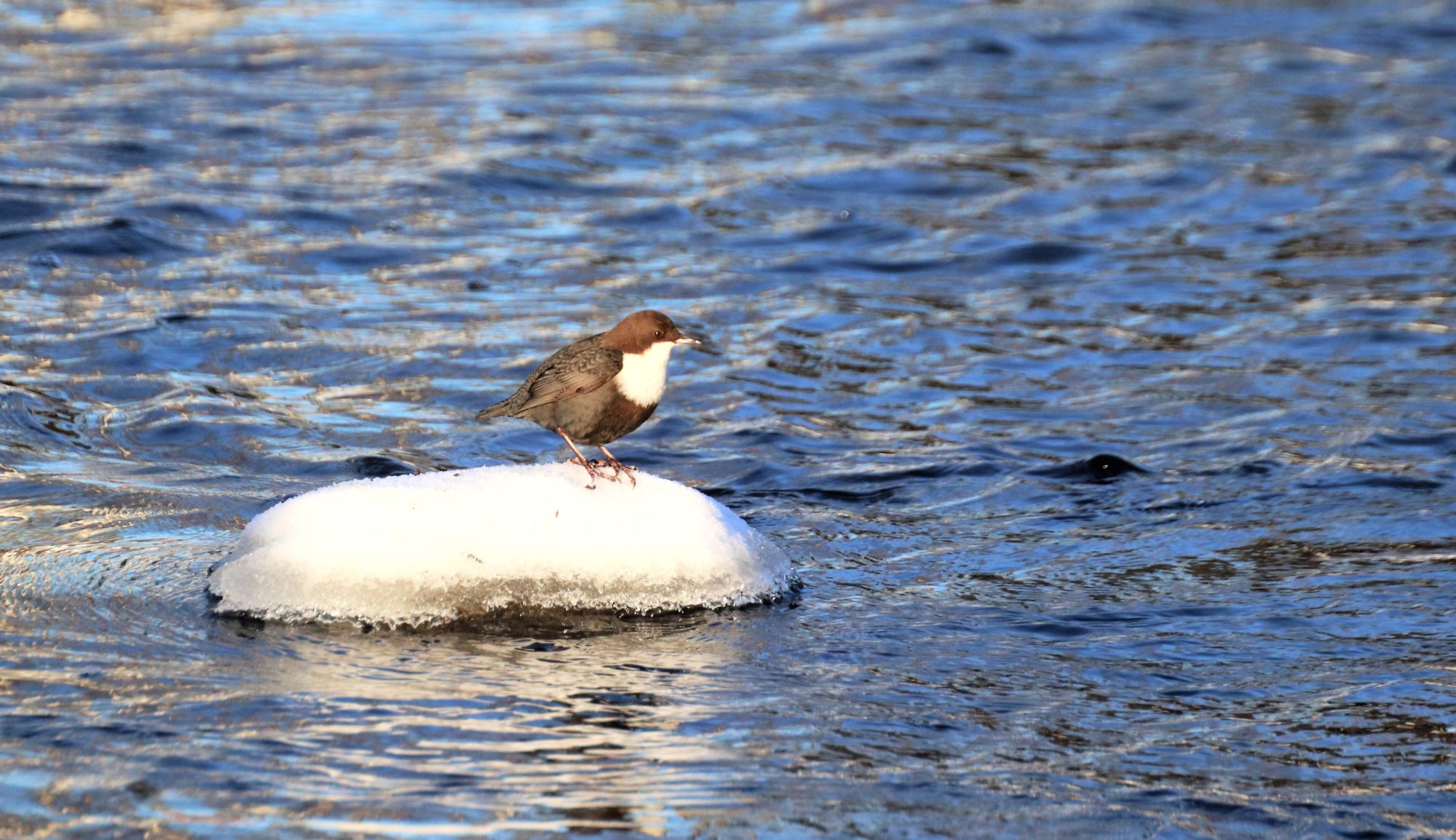 Valokuvaaja: Irja Lehtinen Valokuvaaja: Irja Lehtinen