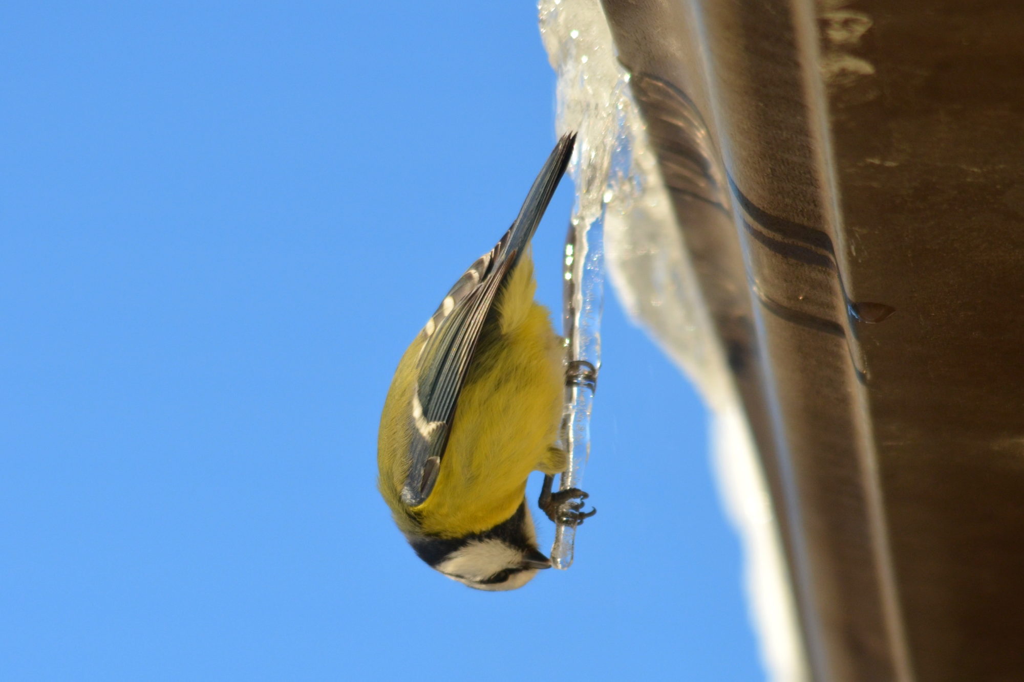 Valokuvaaja: Kaarlo Asikainen