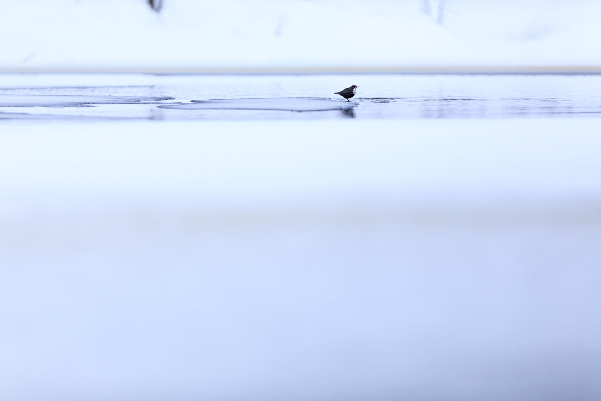 Valokuvaaja: Antti Toivanen