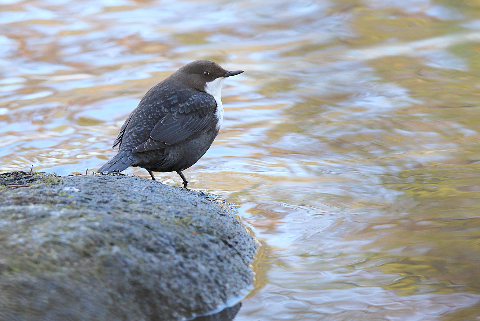 Valokuvaaja: sirpa jyske