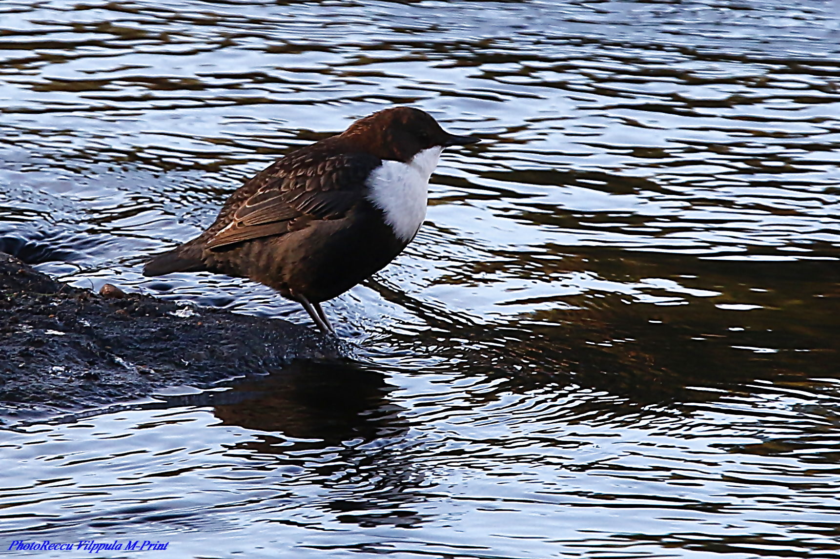 Valokuvaaja: Reijo Reccu Lehtonen