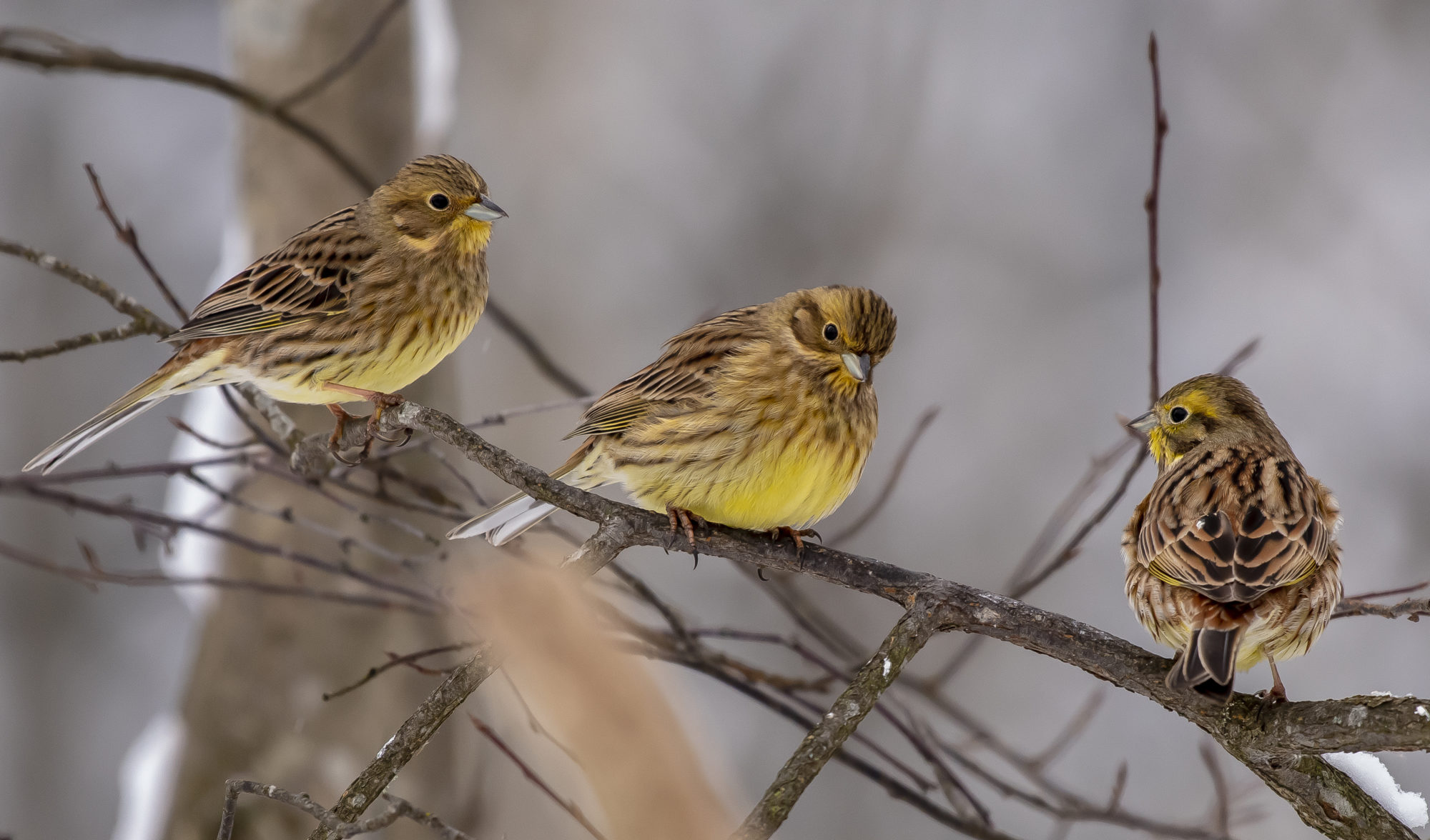 Valokuvaaja: Olavi Kangas