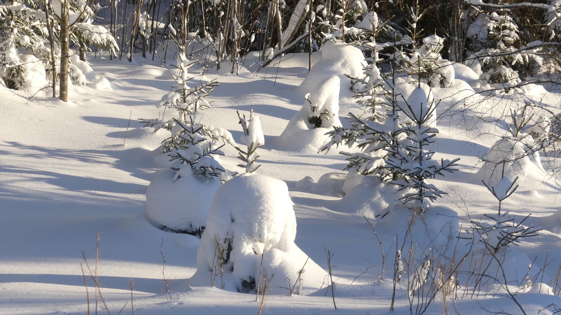 Valokuvaaja: Martti Valtonen