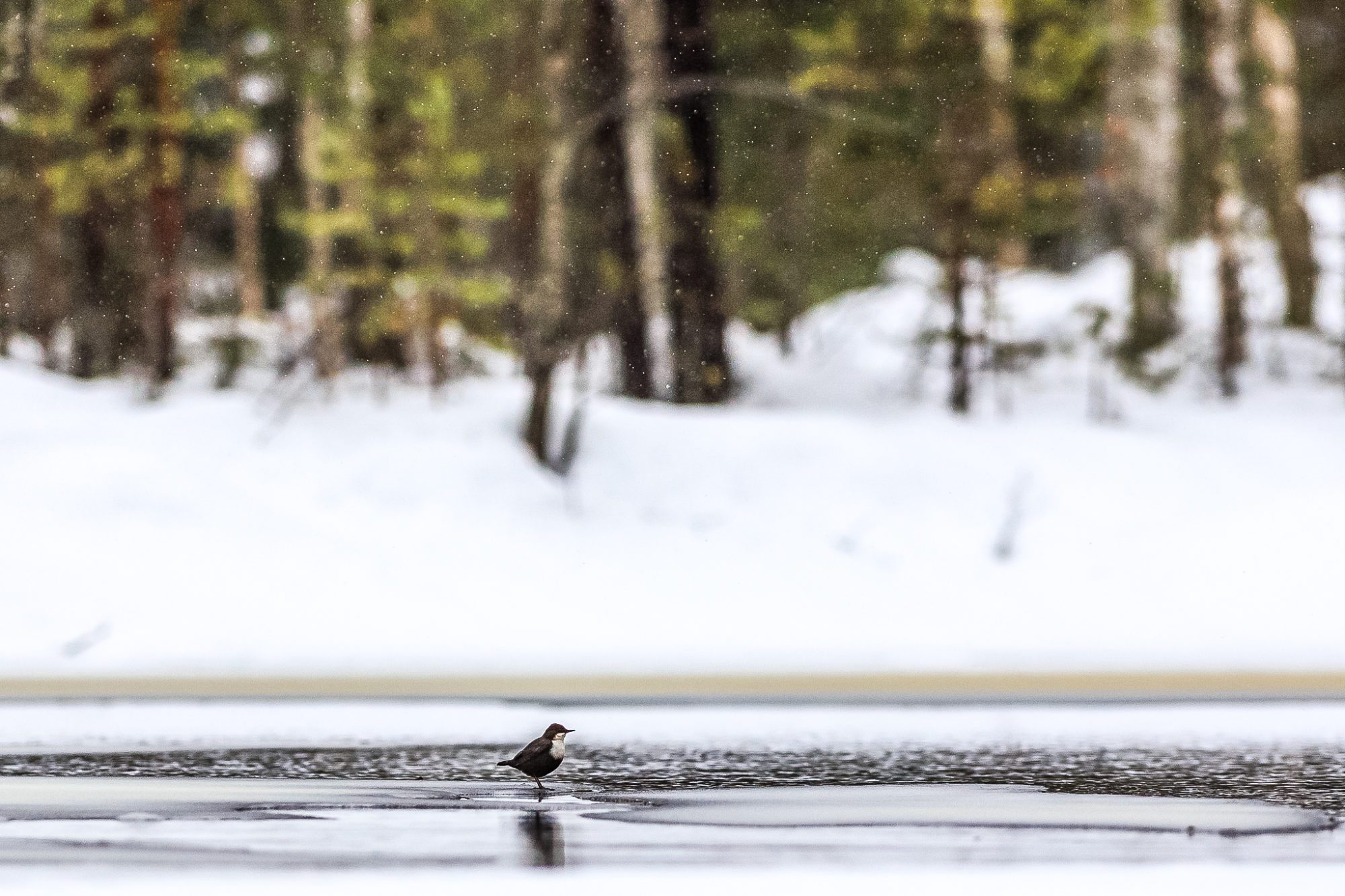 Valokuvaaja: Antti Toivanen
