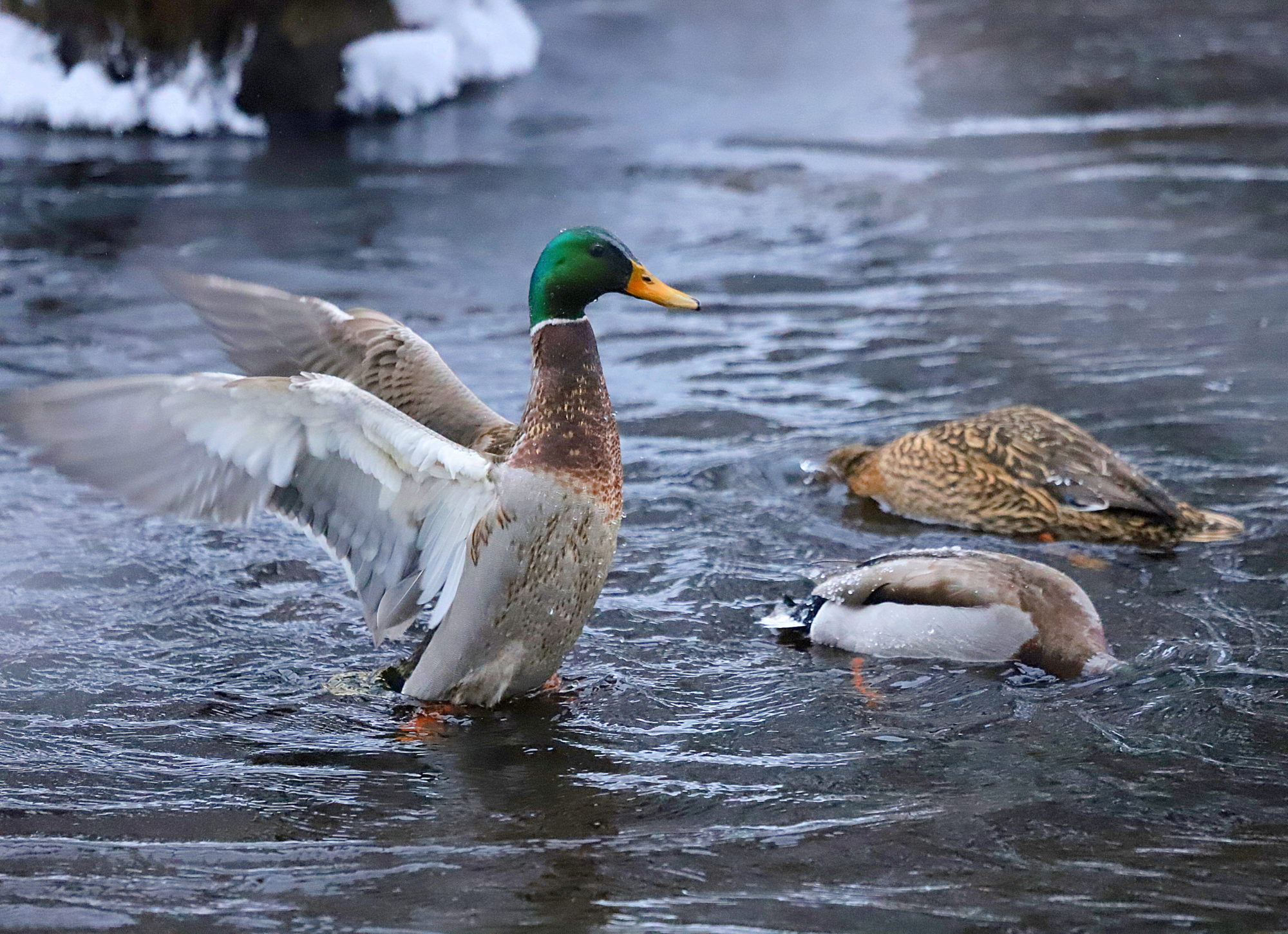 Valokuvaaja: sirpa jyske