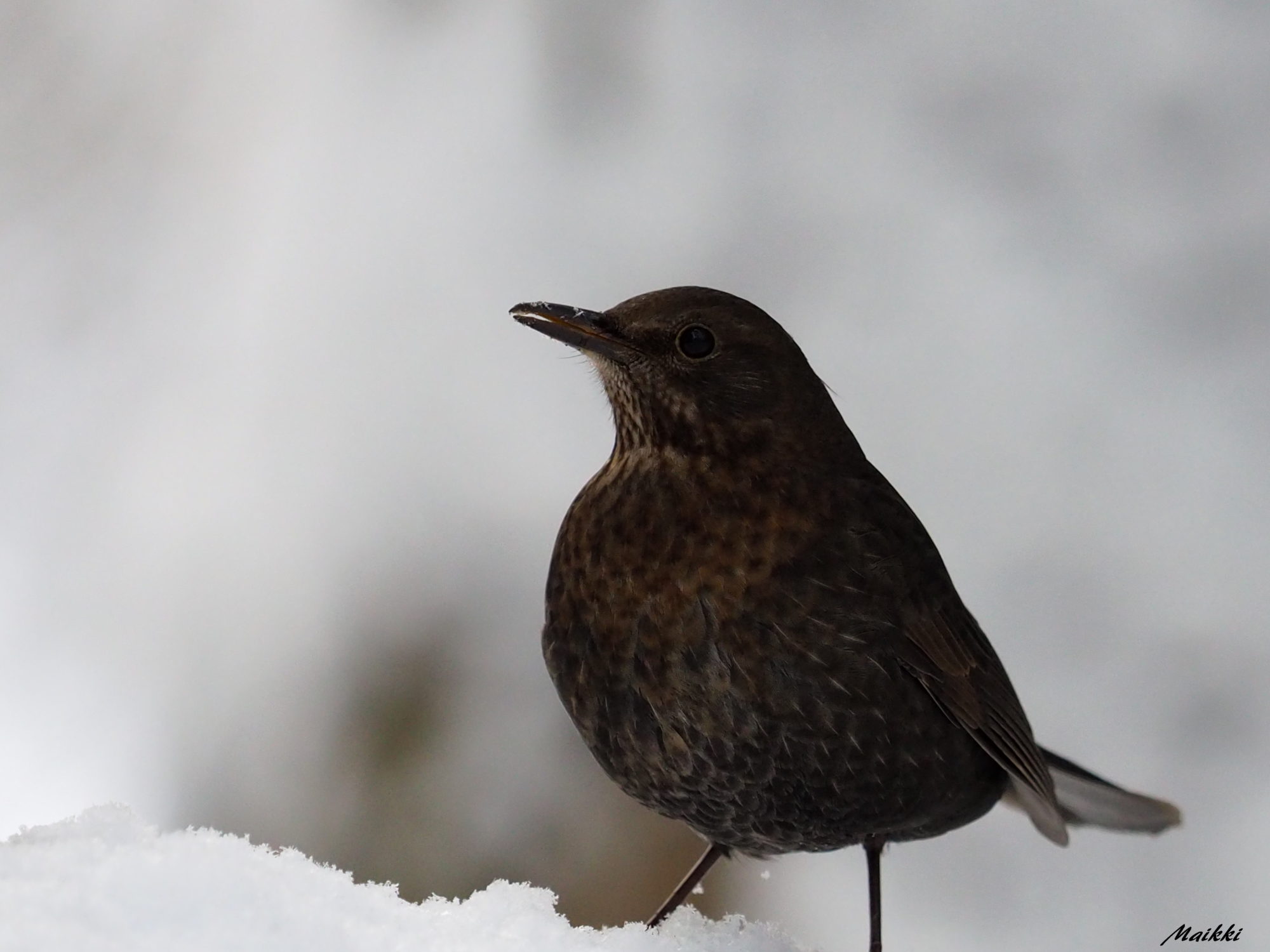 Valokuvaaja: Marja-Leena Kuusisto