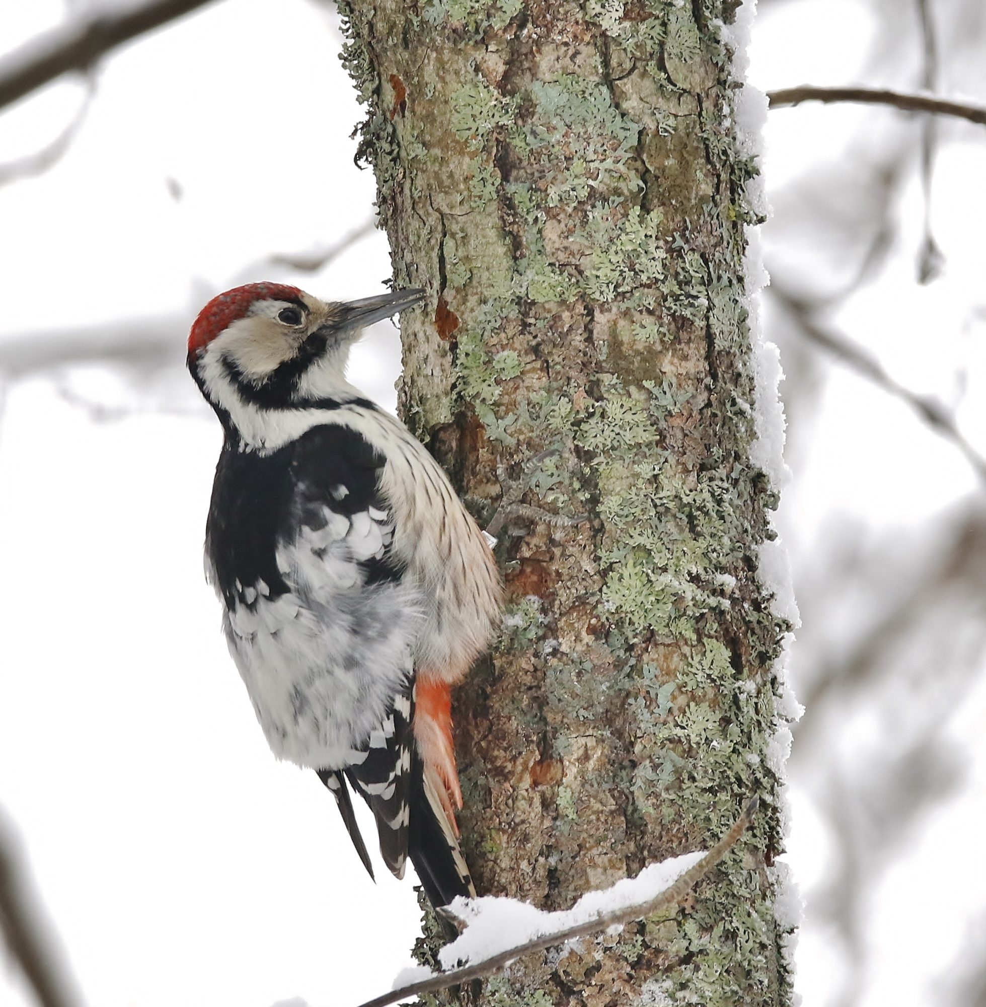 Valokuvaaja: Tuula Pirnes
