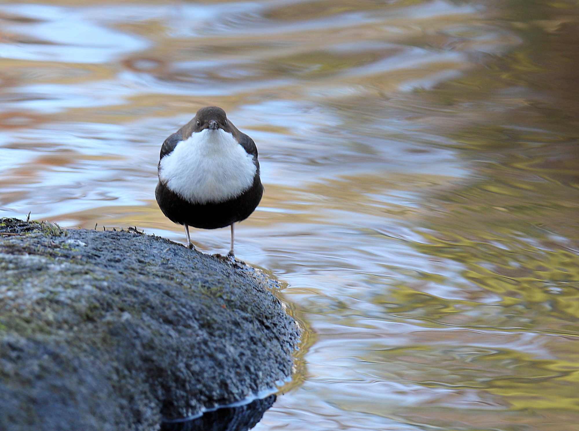 Valokuvaaja: sirpa jyske