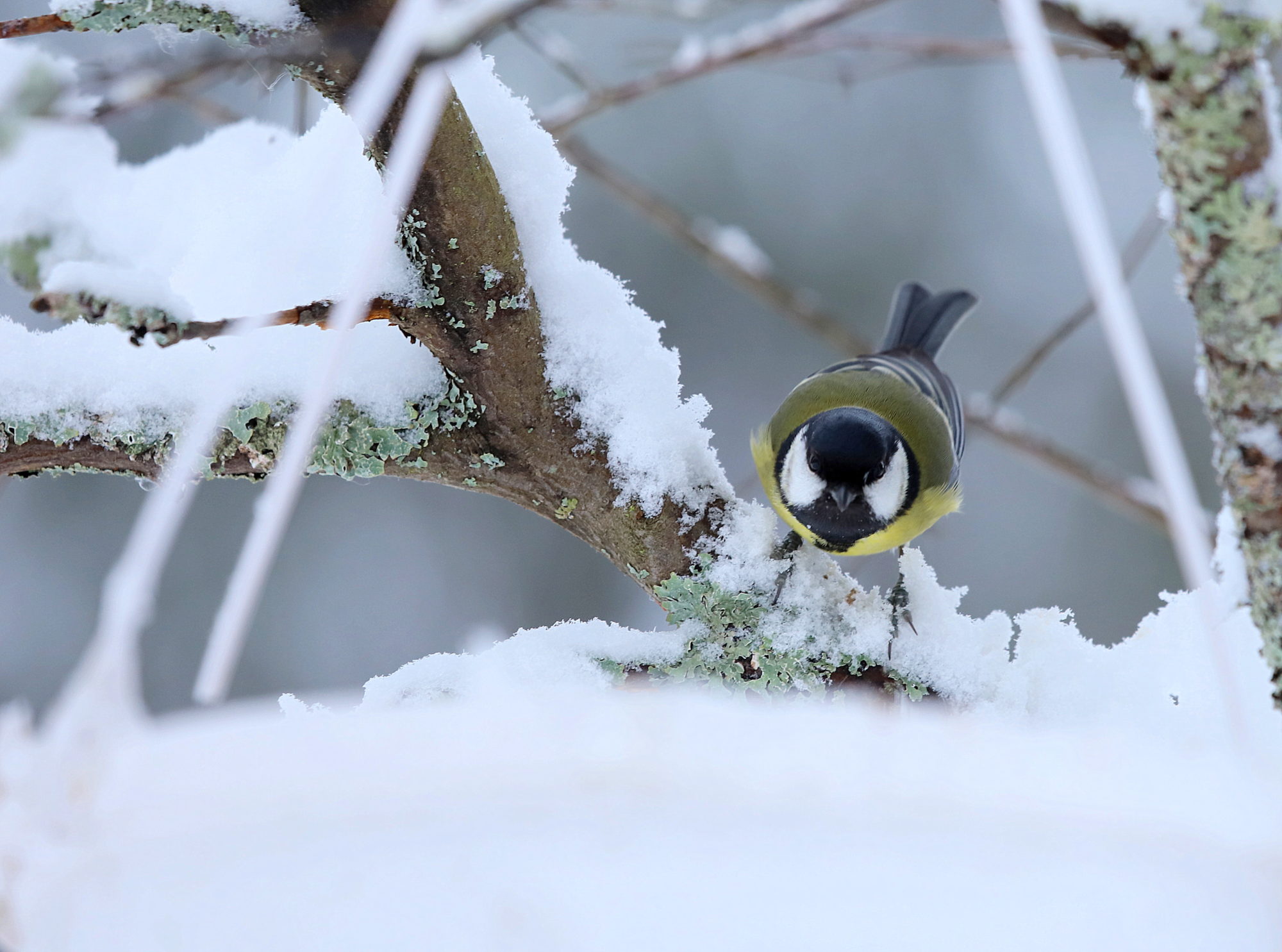 Valokuvaaja: sirpa jyske